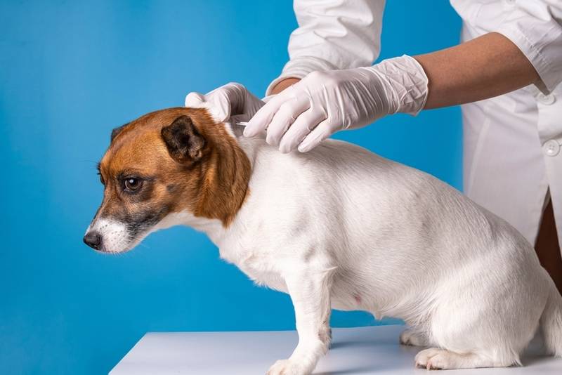 Лечение блох и клещей у собак
