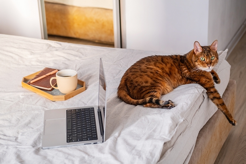 Владельцу важно знать, сколько длится беременность у бенгальской кошки