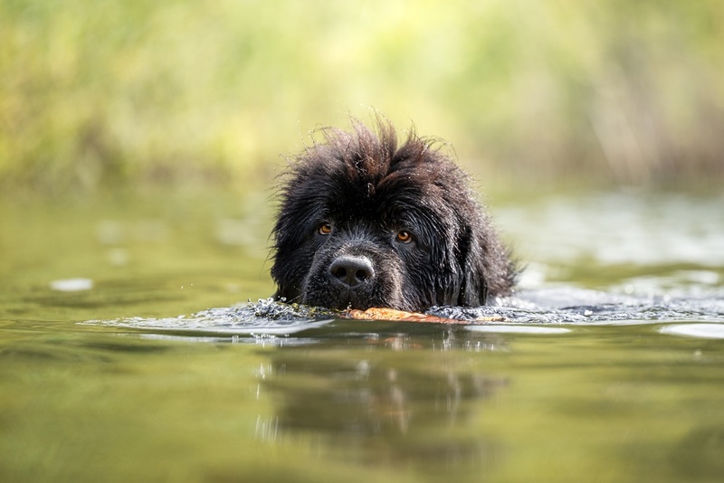Важно контролировать, сколько весит ньюфаундленд в разные периоды жизни