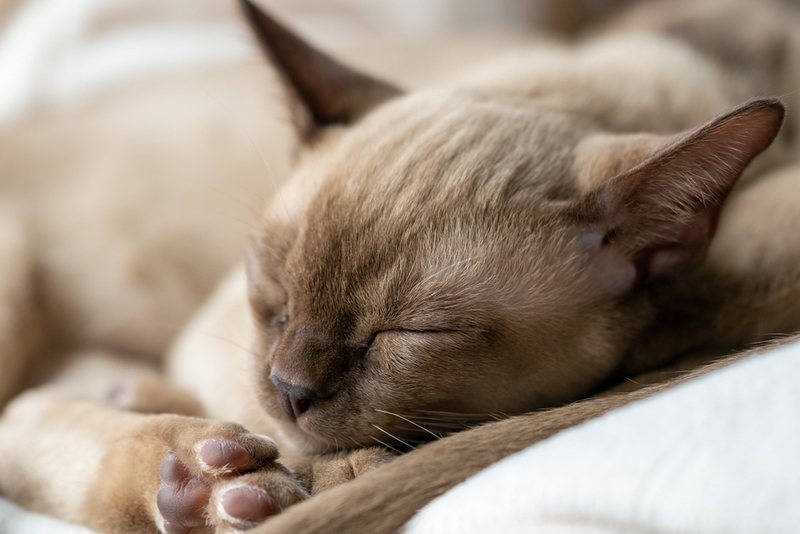 Болезнь бурманской кошки может проявляться по-разному