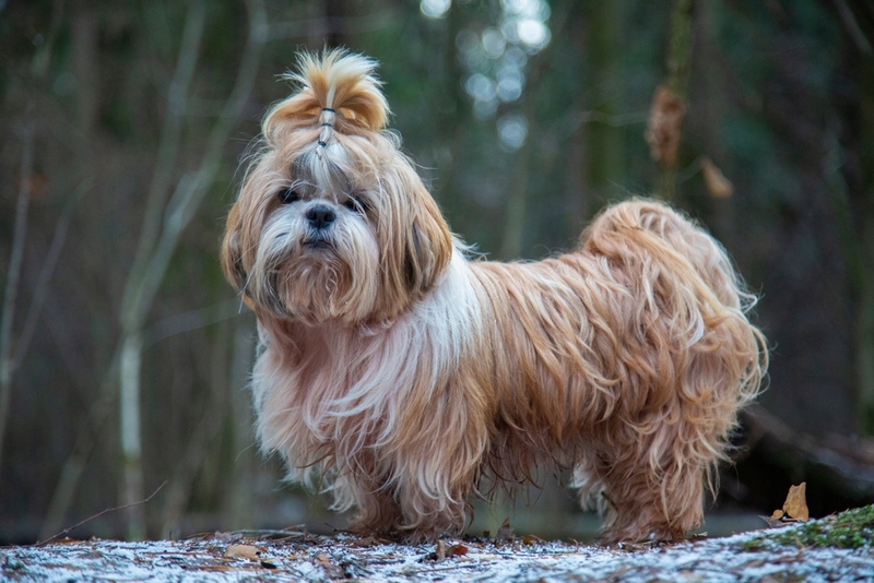 Болезнь ши-тцу проявляется определенными симптомами