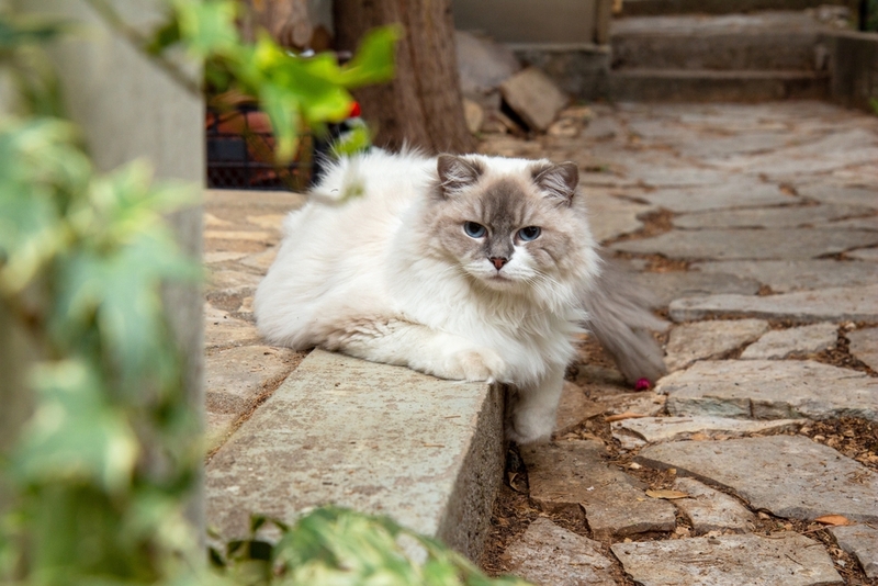 То, сколько весит рэгдолл, зависит от разных факторов