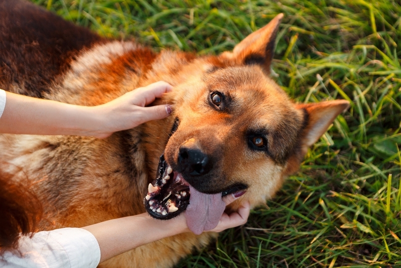 Немецкая овчарка допускается к вязке по достижении взрослого возраста