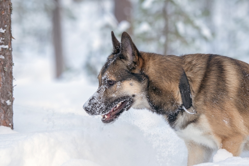 Важно знать, сколько весит лайка
