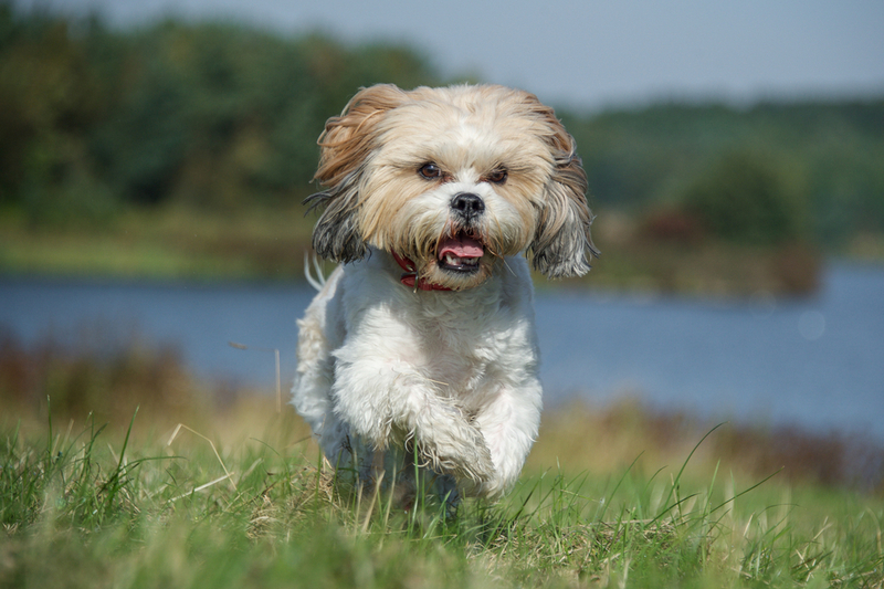 Стресс может влиять на начало течки у ши-тцу