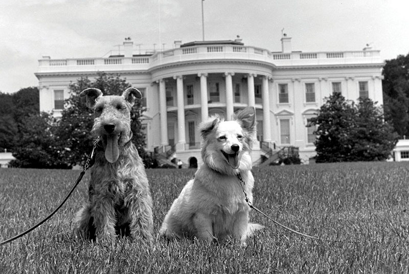Вельштерьер и еще один питомец президента США