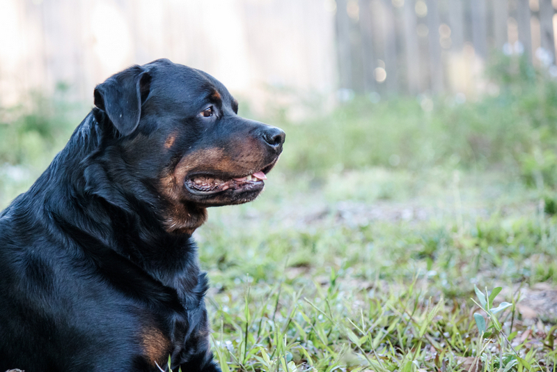 С помощью УЗИ можно определить точно, сколько длится беременность у ротвейлера