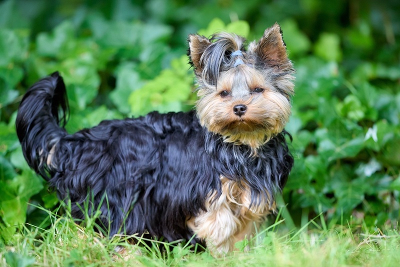 Питание влияет на то, сколько весит йоркширский терьер
