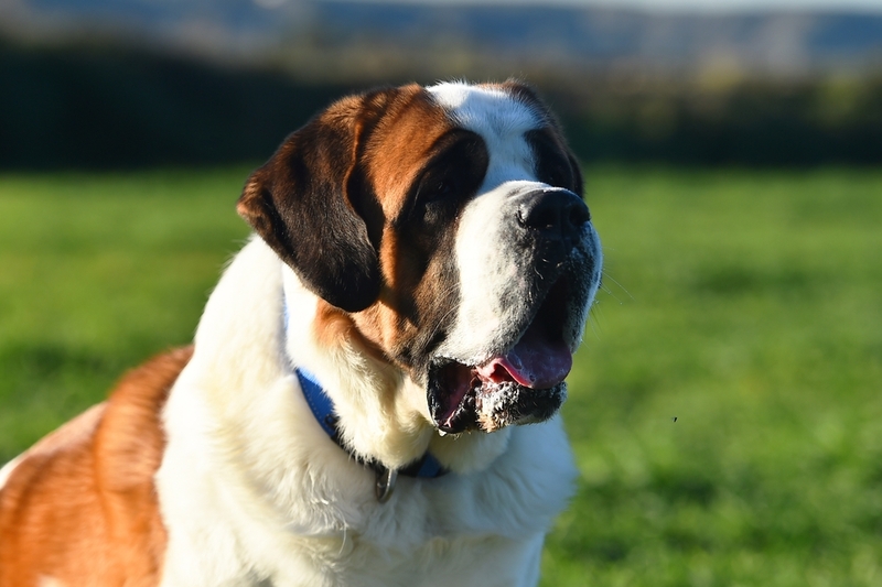 Многие факторы влияют на то, сколько весит сенбернар