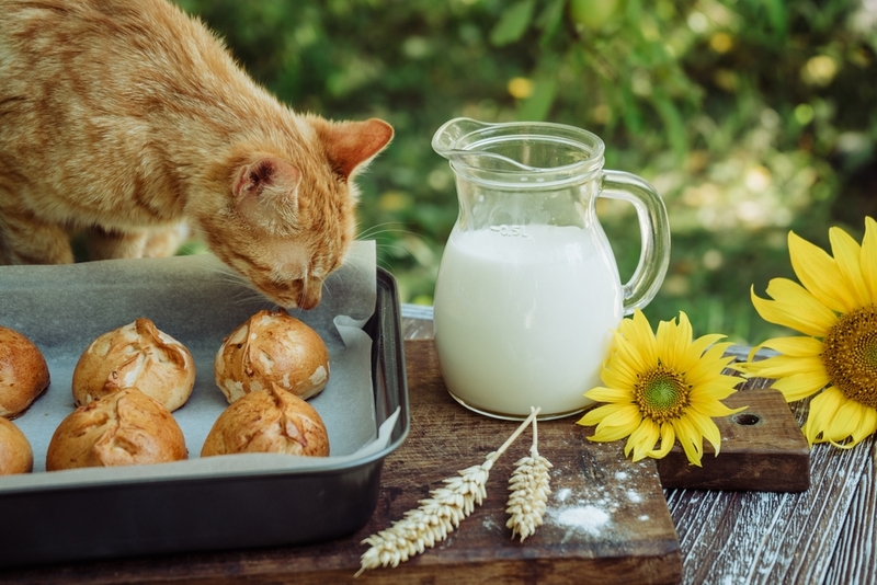 Котам можно давать хлеб?