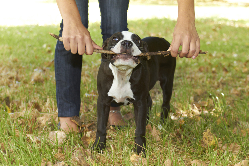 Какой характер у черного питбультерьера?