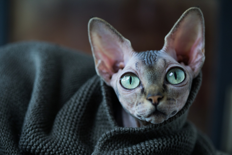 Какую кличку выбрать владельцу для сфинкса-девочки?