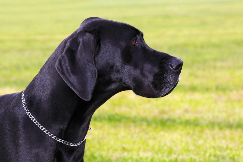 Немецкие доги – собаки, которых используют как поводырей