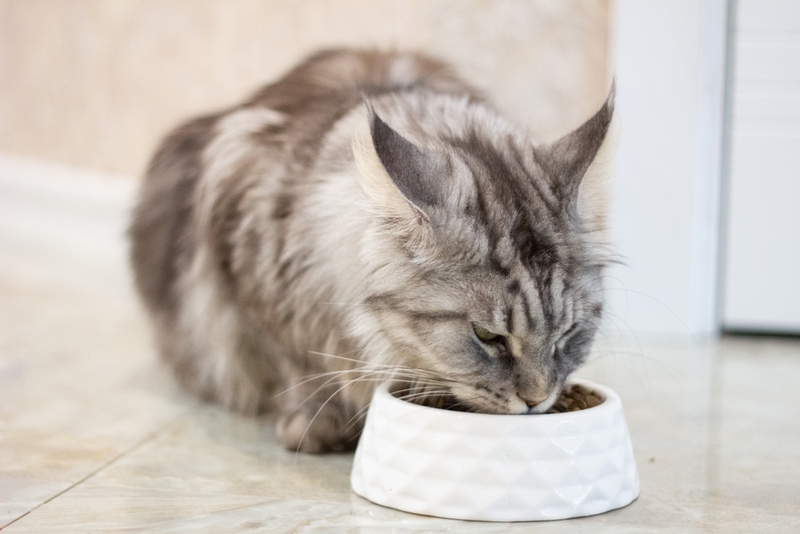 Для мейн-куна с болезнью нужно особое питание