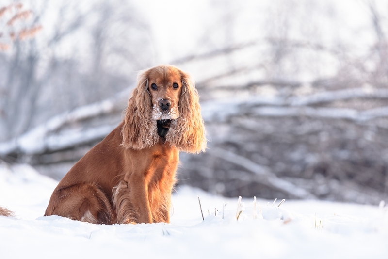 Сколько живут английские кокер-спаниели в домашних условиях?