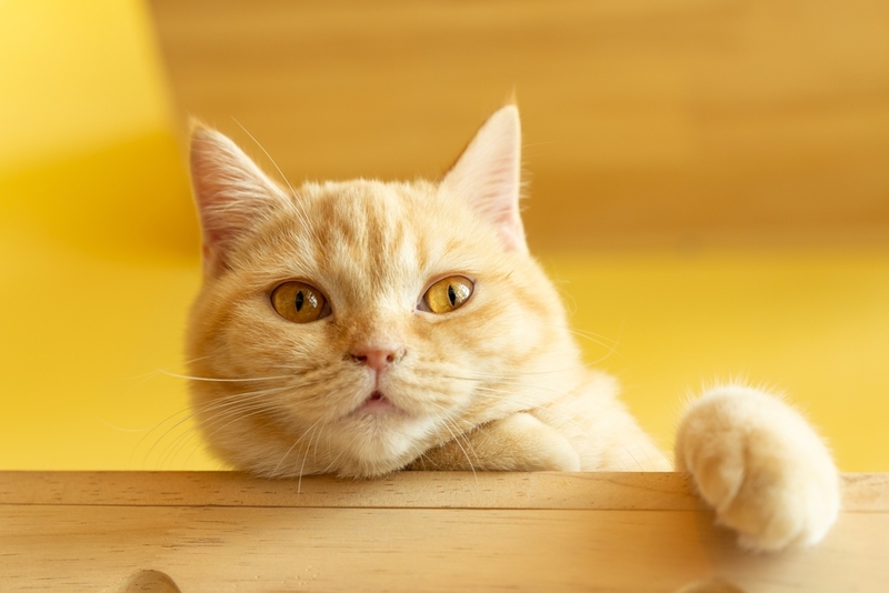 На то, сколько проживет манчкин, влияют различные факторы