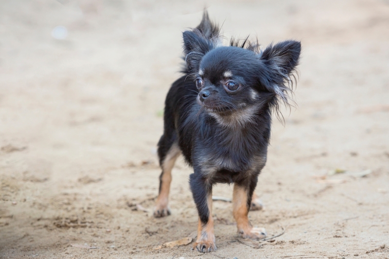 Черная чихуахуа с длинной шерстью