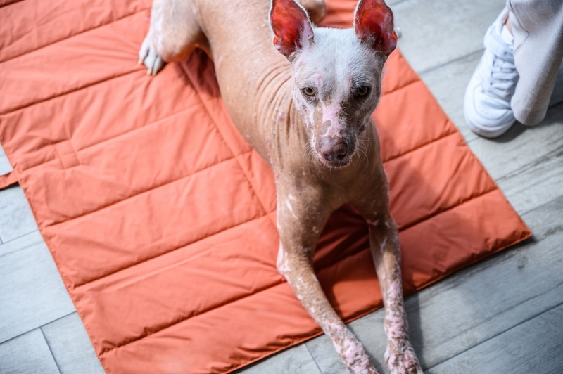 Наличие болезней, может влиять на то, как долго живут ксолоитцкуинтли