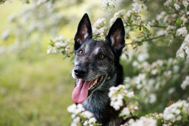 Болезни влияют на то, сколько живет бельгийская овчарка