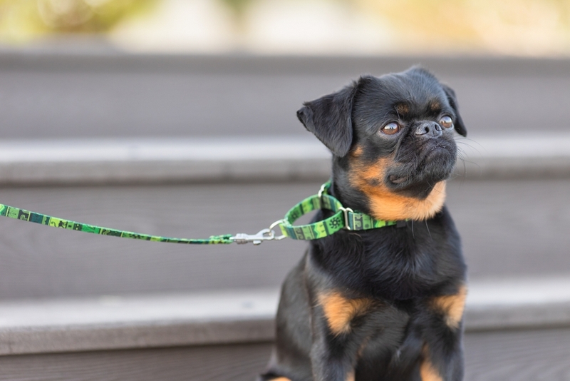 Нужно знать, сколько живут пти-брабансоны