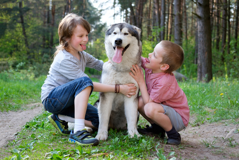 Определить, сколько прожил аляскинский маламут, можно по его зубам