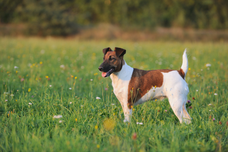 Нужно знать, сколько весит фокстерьер в норме