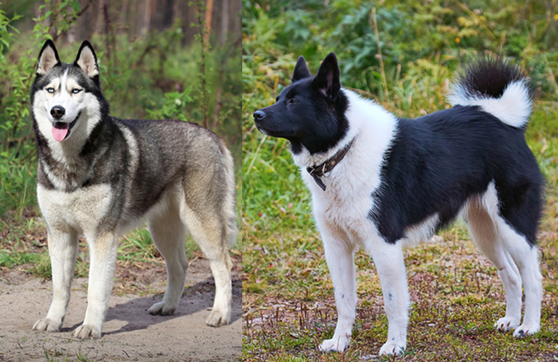 Фотография лайки и хаски