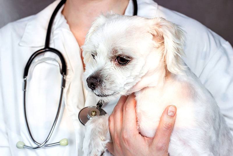 Запор у собаки: симптомы, причины, методы лечения