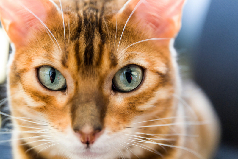 После родов и во время беременности бенгальской кошек нужен особый уход