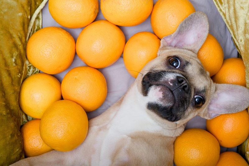 Собака с апельсинами на фото