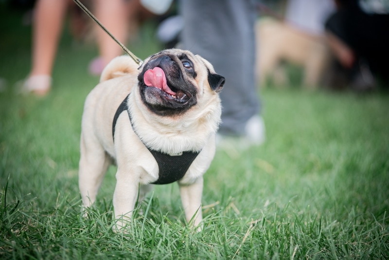 Течка у мопса сопровождается выделениями из петли