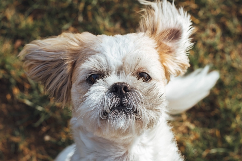 Ши-тцу имеют предрасположенность к болезням глаз