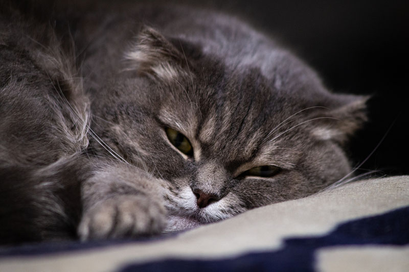 Если кошка не будет выпивать норму воды в день, может развиться обезвоживание