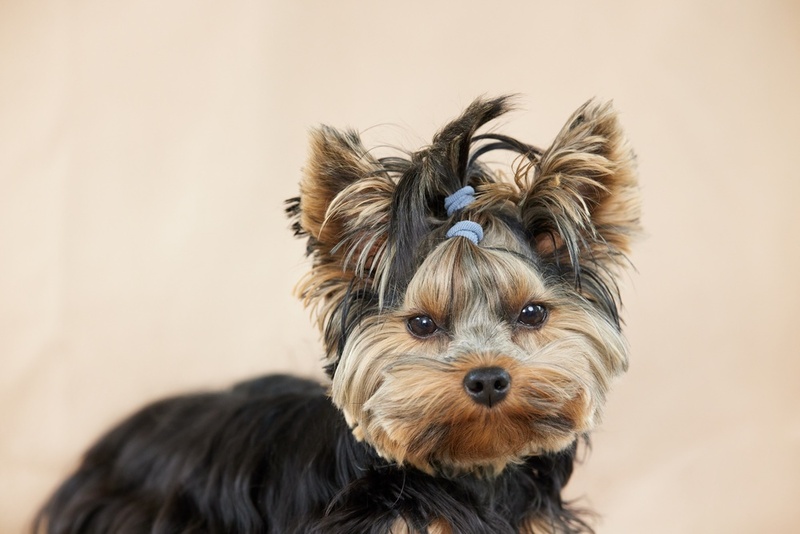 Йоркширские терьеры имеют характерные болезни