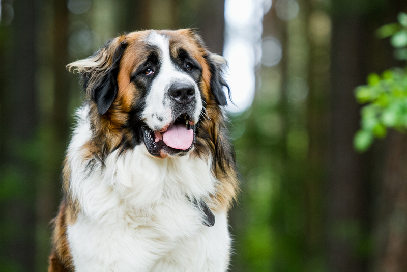 Средняя продолжительность жизни московской сторожевой – 12 лет
