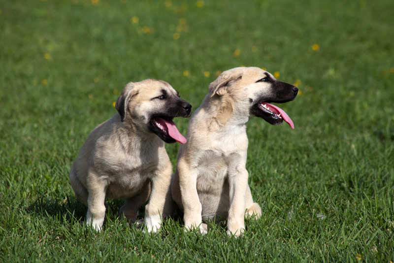 Важно контролировать, сколько весит кангал