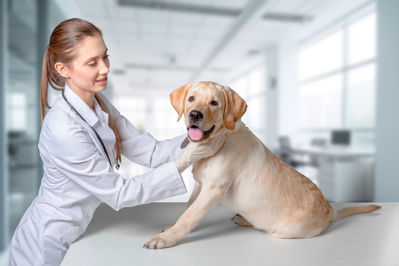 Для диагностики аденовироза собаке назначат анализы