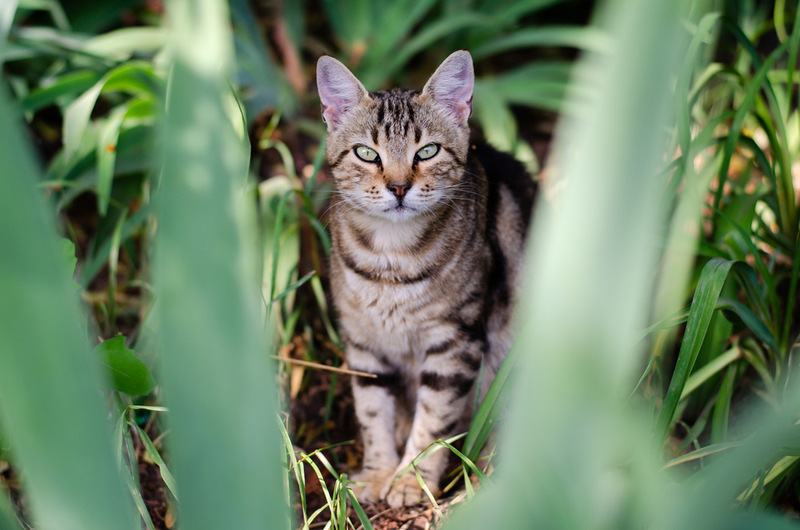 Азиатская табби – кошка с пятнами на теле