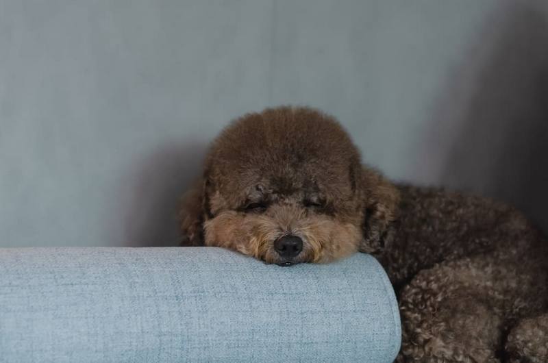 На то, сколько весит пудель, влияют разные факторы