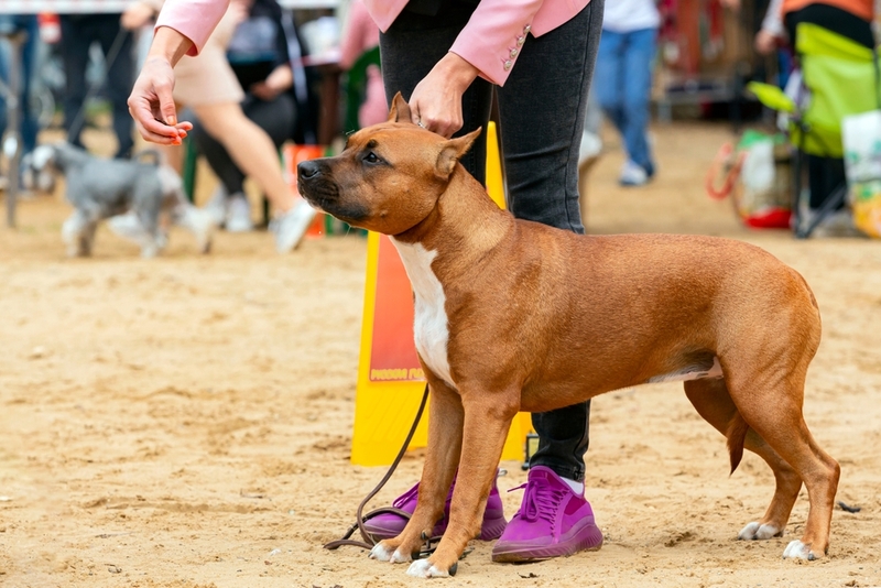 Амстафф – американский пес