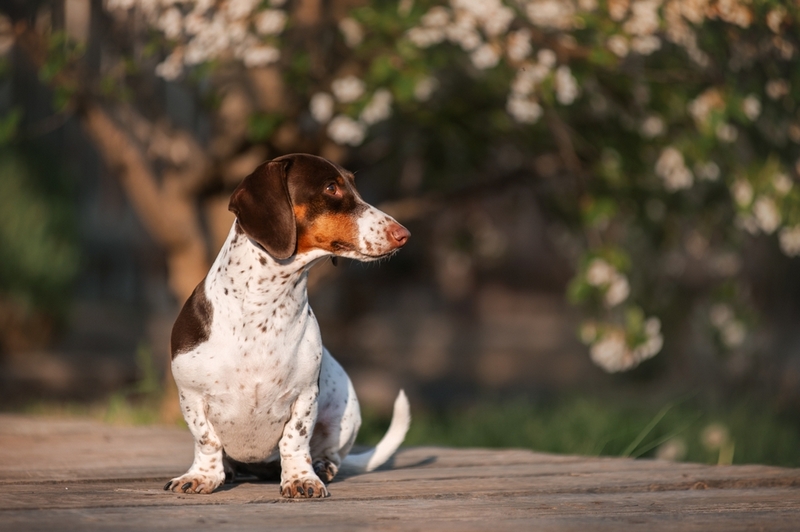 Течка у таксы проходит в несколько этапов