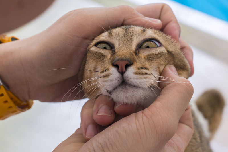 Каковы симптомы косоглазия у кошки?