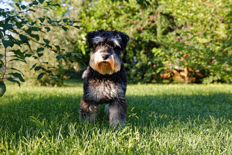 Течка у цвергшнауцера может идти слишком долго