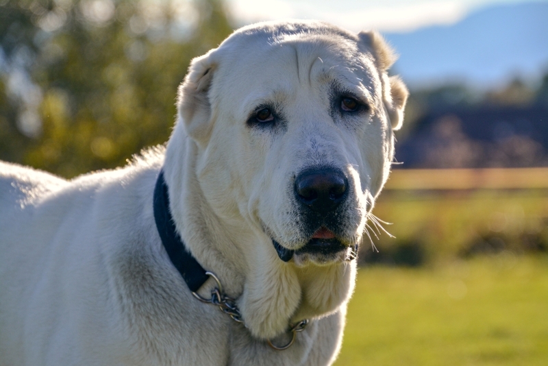 Болезни могут провоцировать злое поведение алабая