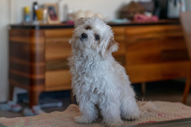 Вязка мальтипу должна проходить по достижении собакой зрелости