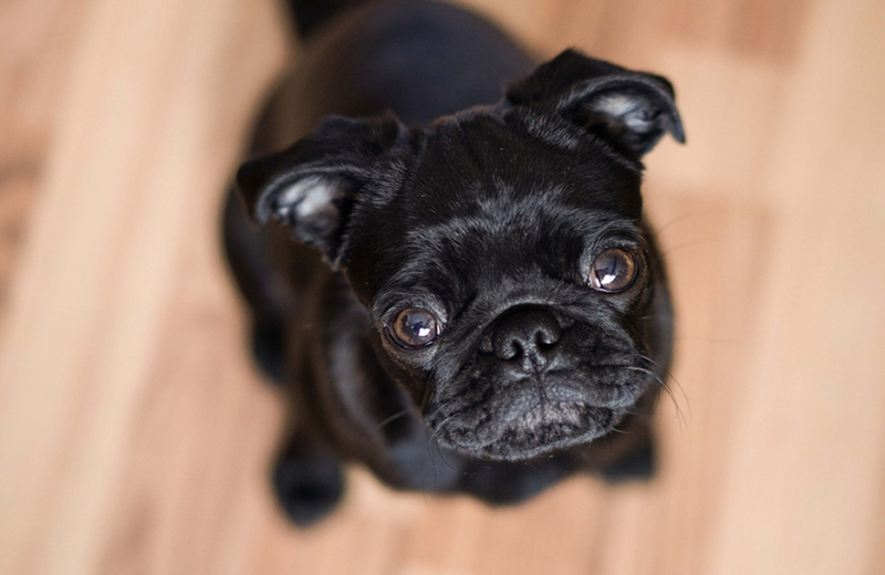 У черных мопсов короткая шерсть