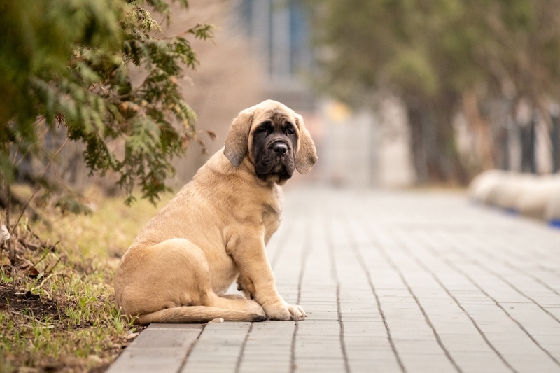 Рацион влияет на то, сколько весит английский мастиф