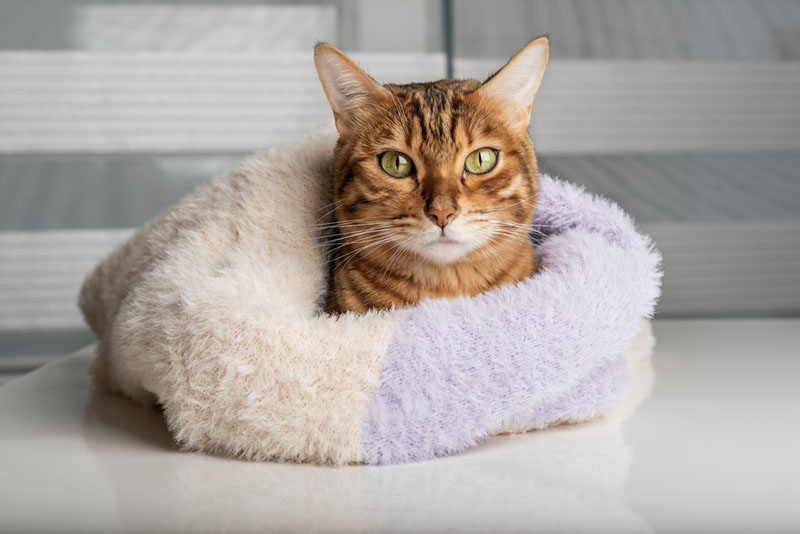 кот сидит в одеяле и греется от зимнего холода