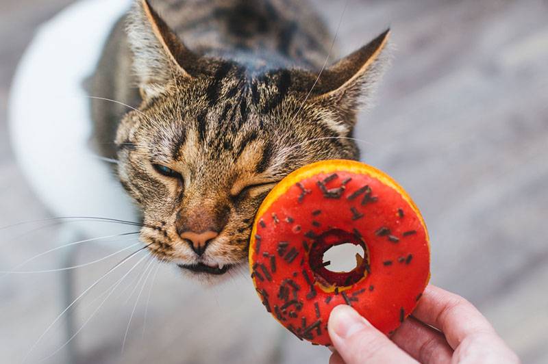 Можно ли кошкам сладкое, сахар, конфеты, и если нельзя давать, то почему?