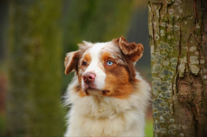Аусси – собака с синими глазами